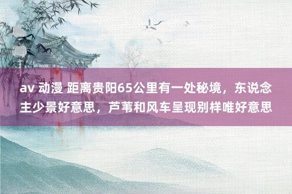 av 动漫 距离贵阳65公里有一处秘境，东说念主少景好意思，芦苇和风车呈现别样唯好意思