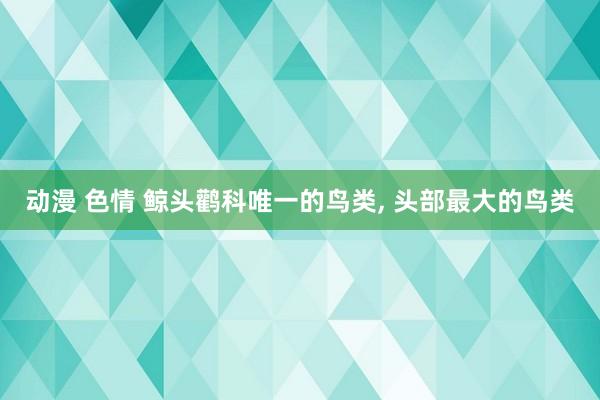 动漫 色情 鲸头鹳科唯一的鸟类， 头部最大的鸟类